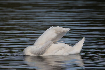 Gros plan d'un gros cygne blanc flottant sur des eaux sombres calmes présentant de petites vagues en lignes. Animal seul sur un plan d'eau. © Xavier