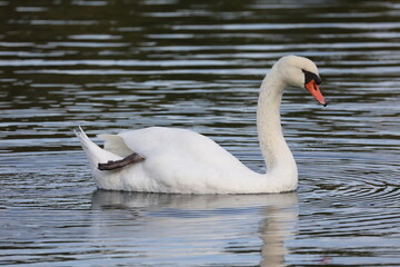 Gros plan d'un gros cygne blanc flottant sur des eaux sombres calmes présentant de petites vagues en lignes. Animal seul sur un plan d'eau. © Xavier