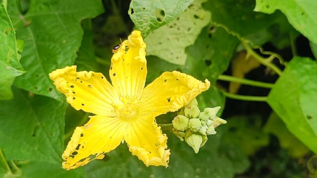 Yellow flower petal with insect
