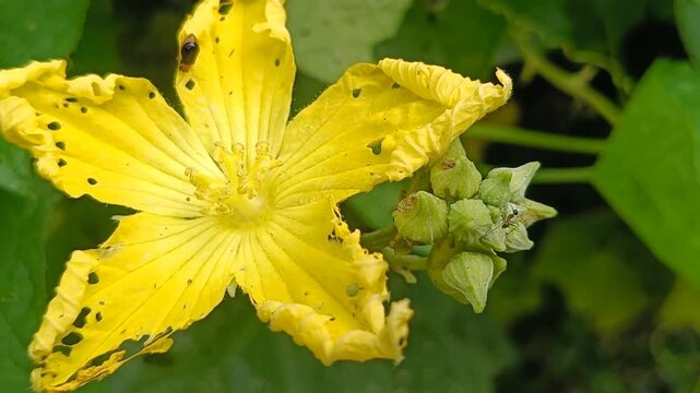 Yellow flower blooming in garden