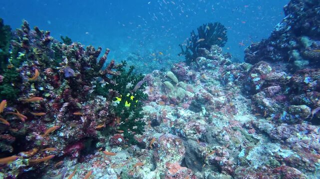 Weh Island, Indonesia : Underwater footage of reef fishes swim by hard corals in Batee Tokong, famous rocky dive site in Weh Island of Sabang, Aceh, Indonesia