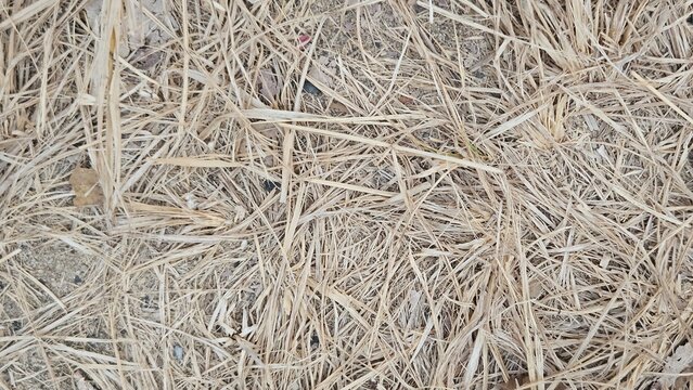 Dry grass viewed from above, showing a dense natural texture with faded brown and yellow tones.