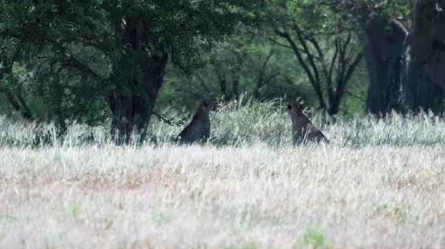 タンザニア・タランギレ国立公園のサバンナで草原に座る2頭のチーター（Cheetahs in Tarangire National Park, Tanzania）