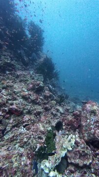 Weh Island, Indonesia : Underwater footage of reef with fishes in Batee Tokong, famous rocky dive site in Weh Island of Sabang, Aceh, Indonesia. Taken with forward motion