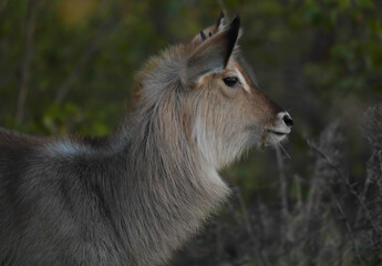 Side profile portrait of young waterbuck in soft natural light © Antony