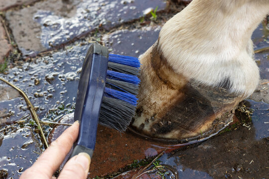 Close-up of a horse hoof being washed and cleaned with a brush during routine equine hoof care and grooming. Equestrian. 