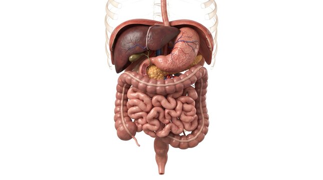 Human digestive system anatomical model, internal organs of the abdomen, medical illustration of stomach and intestines