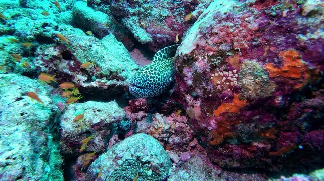 Weh Island, Indonesia : Footage of honeycomb moray eels between rocks surrounded by reef fish in Seulako Cave, famous dive site in Weh Island of Sabang, Aceh, Indonesia
