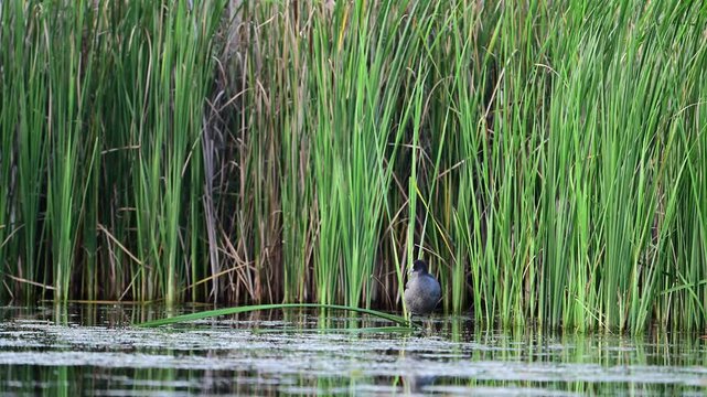 Eurasian coot (Fulica atra) preening feathers near tall green reeds in slow motion