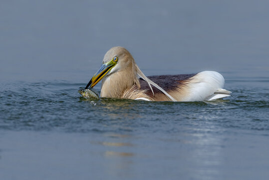 View of an Indian pond heron with a fish in its beak while swimming in the water in Multan, Punjab, Pakistan.