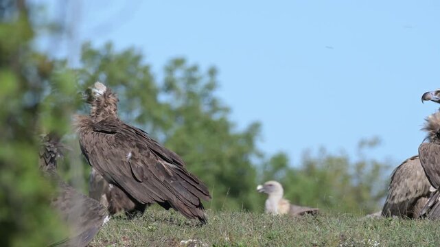 Eurasian griffon vulture (Gyps fulvus), cinereous vulture (Aegypius monachus), and ravens (Corvus corax) feeding in wild in slow motion