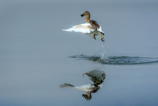 View of an Indian pond heron taking flight with a fish in its beak over the water surface in Multan, Punjab, Pakistan.
