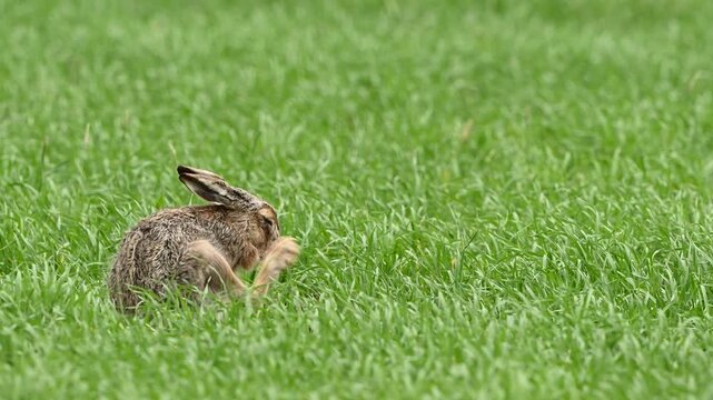 European hare (Lepus europaeus) sitting in a field scratching itself in slow motion