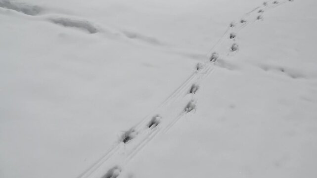 Tracks of chamois crossing human tracks in the snow, revealing Alpine winter landscape, Austria