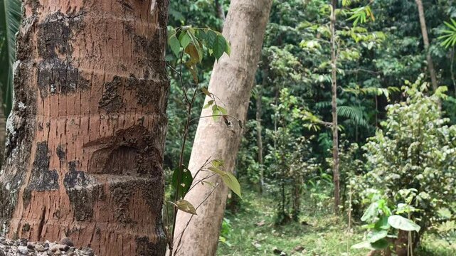 Coconut tree trunk and surrounding tropical vegetation framed toward the left side, with a natural forest backdrop suitable for environmental and tropical landscape footage.