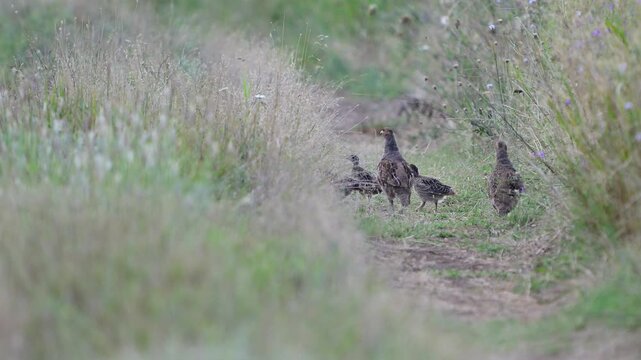 Flock of grey partridges (Perdix perdix) walking along a grassy rural trail in slow motion Close up
