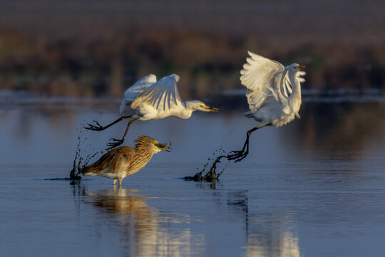 View of an Indian pond heron catching a fish in a pond with other white herons flying nearby and water splashes in the soft light in Multan, Punjab, Pakistan.