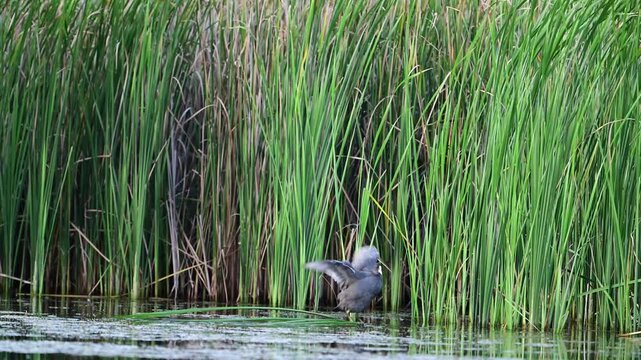 Eurasian coot (Fulica atra) juvenile clinging to reeds and flapping wings on a wild lake in slow motion