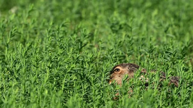 European hare (Lepus europaeus) hiding in tall grass with ears flat in slow motion