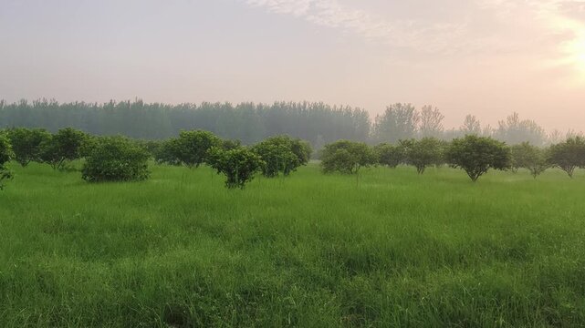 Lush green orchard with evenly spaced fruit trees under soft morning mist and golden sunlight.