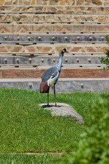 Fototapeta premium Grey crowned crane walking across green grass in sunlight