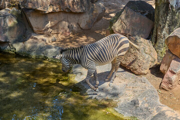 Fototapeta premium Plains zebra standing beside water in rocky natural enclosure