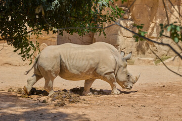 White rhinoceros walking across sandy safari enclosure © Anna Baranova