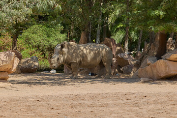 White rhinoceros standing in spacious naturalistic enclosure © Anna Baranova