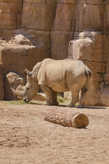 White rhinoceros standing near rocky wall in natural enclosure © Anna Baranova