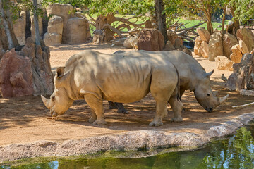 Pair of white rhinoceroses standing beside water in wildlife habitat © Anna Baranova