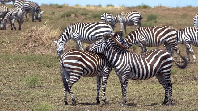 Maasai Mara Natural Reserve, Kenya. Plains zebras socializing in the savanna.