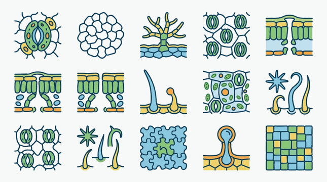 Educational vector illustration set of plant anatomy including stomata openings, epidermal cell structures, various trichome types, and leaf tissue cross-sections in a stylized diagram.