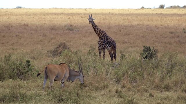 Maasai Mara Natural Reserve, Kenya. Masai giraffe and common eland grazing on the savanna.