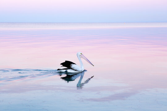 View of an Australian pelican swimming in calm, pastel-colored waters at sunset in Quindalup, Western Australia, Australia.