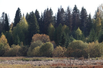 forest in autumn © алексей семиколенных