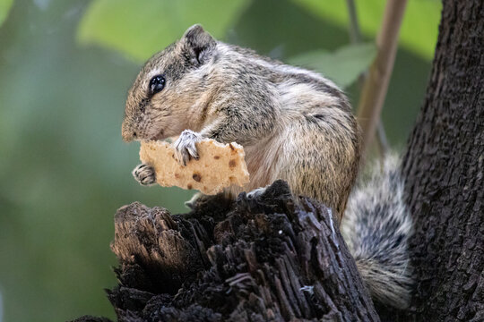 Hungry Squirrel Finds Food In the Wild. Squirrel Sitting Peacefully with Food on Tree Branch