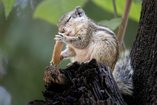 Hungry Squirrel Finds Food In the Wild. Squirrel Sitting Peacefully with Food on Tree Branch