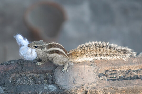 Squirrel Carrying Cotton for Nest Construction. Squirrel Nest-Building with Cotton