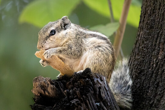 Hungry Squirrel Finds Food In the Wild. Squirrel Sitting Peacefully with Food on Tree Branch