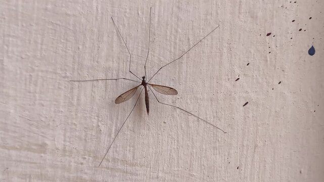 Close-up image of a crane fly resting on a textured cream-colored wall surface