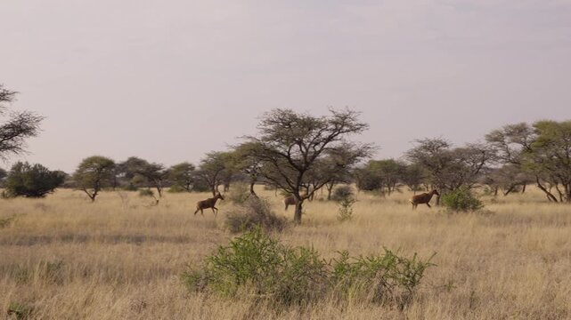 Common tsessebe, or sassaby (Damaliscus lunatus lunatus), in natural Kalahari-Nama Karoo transition habitat near Kimberley, Northern Cape, South Africa, showcasing African wildlife.