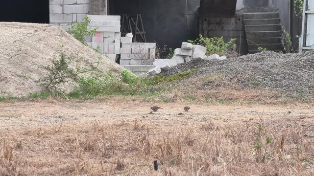 Two turtle doves walking naturally across dry ground in an outdoor setting, providing wildlife footage for bird behavior, nature documentaries and environmental storytelling.