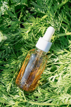 Clear glass dropper bottle with amber oil and pipette, standing among fresh green feathery grass, wormwood or carrot tops, in bright sunlight. Plant-Based Cosmetics and Modern Biotechnology