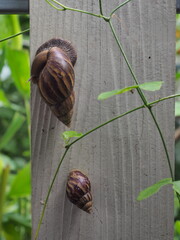 A side-angle shot of a snail climbing a house fence © Oni Mark