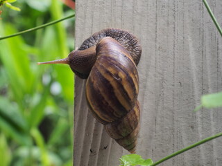 A side-angle shot of a snail climbing a house fence © Oni Mark