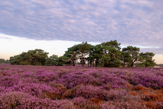 Nature landscape, Flowering Calluna vulgaris (heide, ling, or simply heather) Purple flowers field with sunrise light, Balloerveld is a hamlet in the municipality of Aa en Hunze, Drenthe, Netherlands.