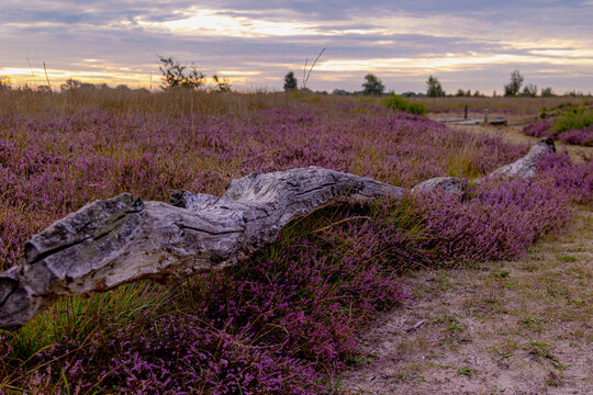Nature landscape, Flowering Calluna vulgaris (heide, ling, or simply heather) Purple flowers field with sunrise light, Balloerveld is a hamlet in the municipality of Aa en Hunze, Drenthe, Netherlands.
