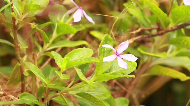 Close-up of a delicate purple star-shaped flower blooming among lush green foliage in natural light