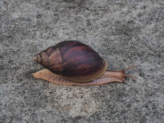 A top-down view of a snail on a concrete surface. © Oni Mark