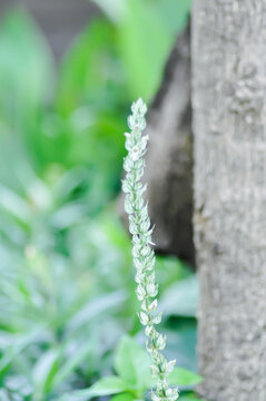 ACANTHACEAE or Justicia betonica L or Squirrels tail or White shrimp plant or white and green flower
